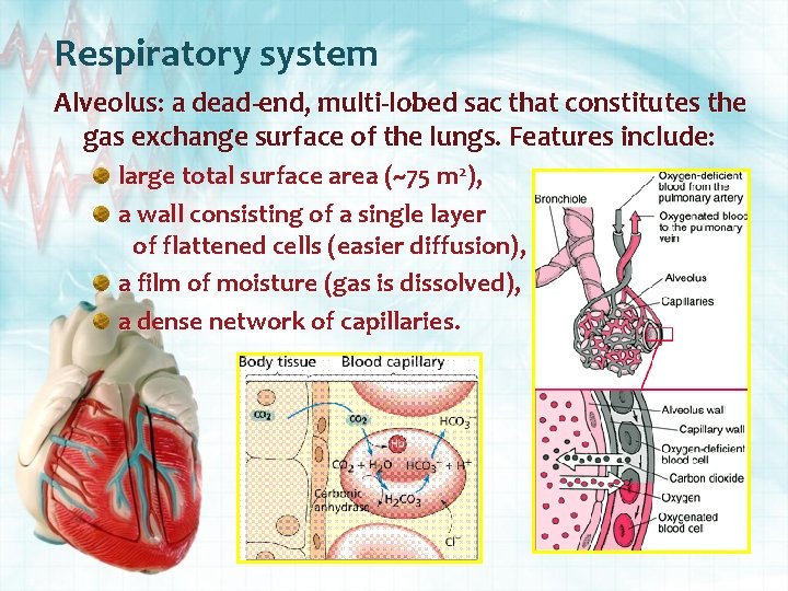 Respiratory system Alveolus: a dead-end, multi-lobed sac that constitutes the gas exchange surface of