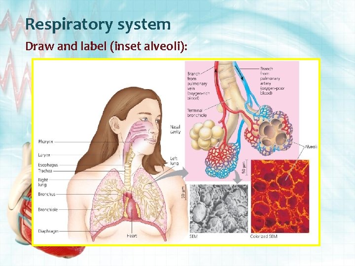 Respiratory system Draw and label (inset alveoli): 