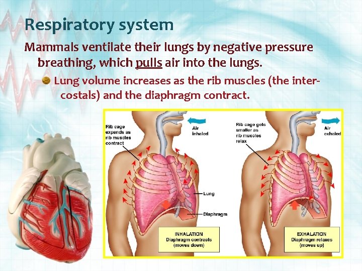 Respiratory system Mammals ventilate their lungs by negative pressure breathing, which pulls air into