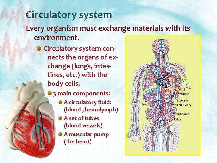 Circulatory system Every organism must exchange materials with its environment. Circulatory system connects the