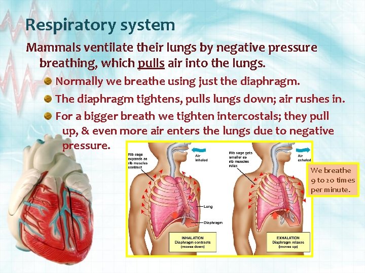 Respiratory system Mammals ventilate their lungs by negative pressure breathing, which pulls air into