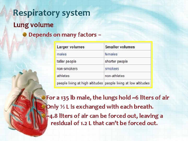 Respiratory system Lung volume: Depends on many factors – For a 135 lb male,