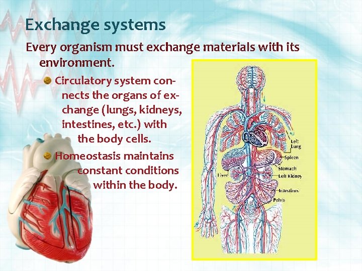 Exchange systems Every organism must exchange materials with its environment. Circulatory system connects the