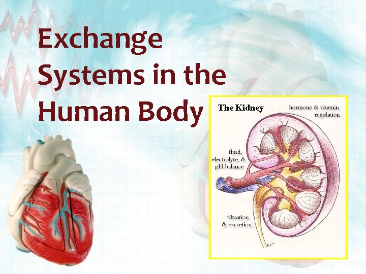 Exchange Systems in the Human Body The Kidney 