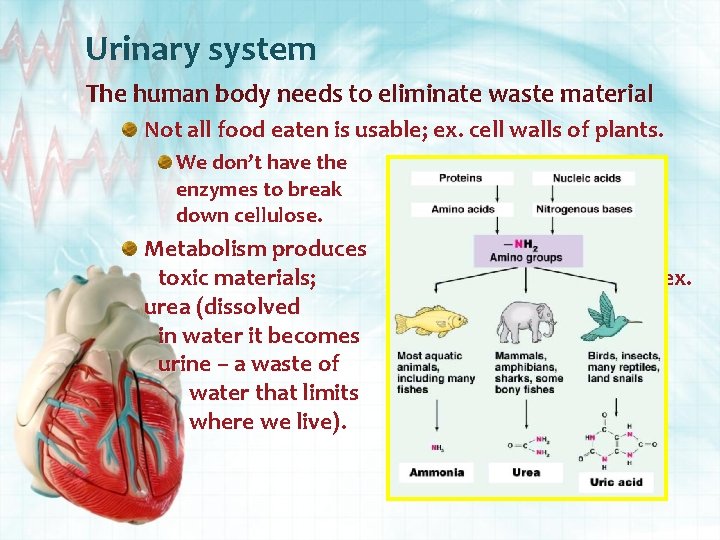 Urinary system The human body needs to eliminate waste material Not all food eaten