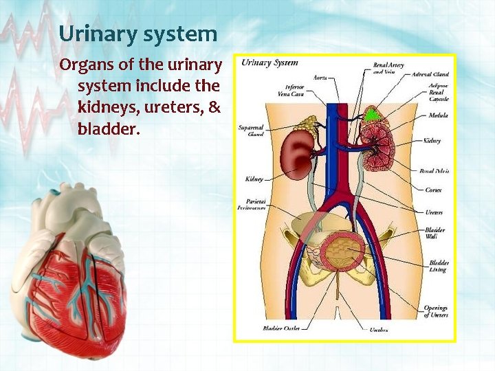 Urinary system Organs of the urinary system include the kidneys, ureters, & bladder. 