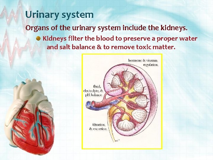 Urinary system Organs of the urinary system include the kidneys. Kidneys filter the blood