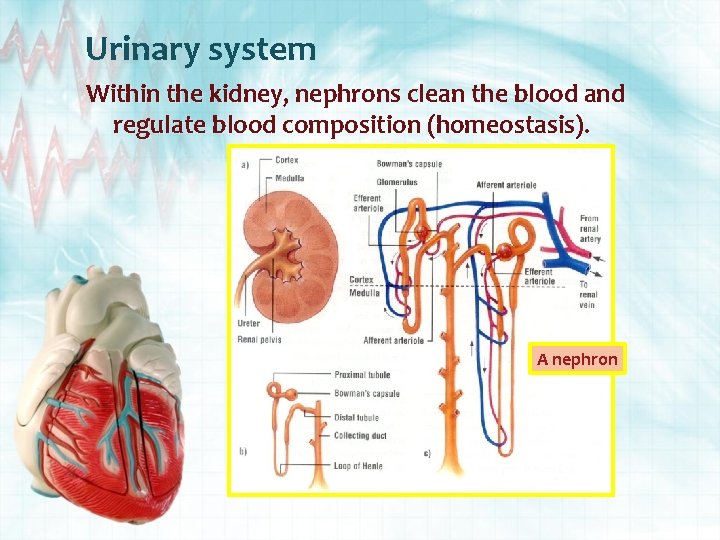 Urinary system Within the kidney, nephrons clean the blood and regulate blood composition (homeostasis).