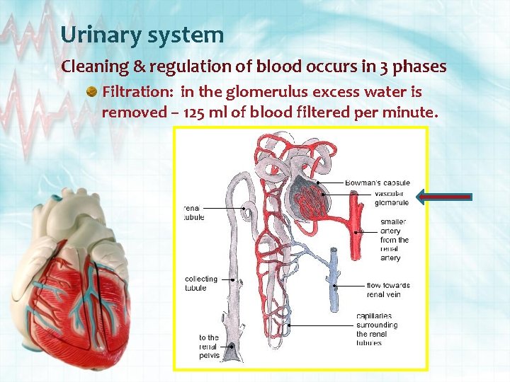 Urinary system Cleaning & regulation of blood occurs in 3 phases Filtration: in the