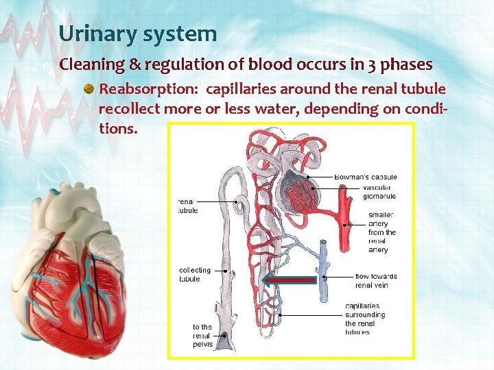 Urinary system Cleaning & regulation of blood occurs in 3 phases Reabsorption: capillaries around