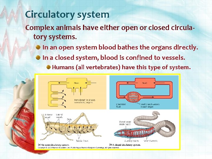 Circulatory system Complex animals have either open or closed circulatory systems. In an open