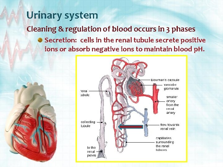 Urinary system Cleaning & regulation of blood occurs in 3 phases Secretion: cells in