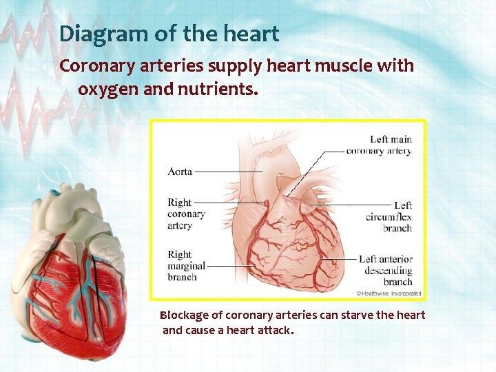 Diagram of the heart Coronary arteries supply heart muscle with oxygen and nutrients. Blockage