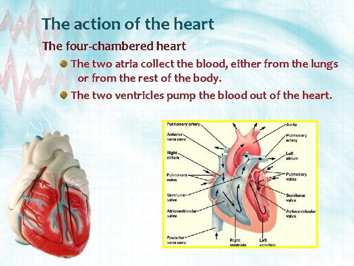 The action of the heart The four-chambered heart The two atria collect the blood,