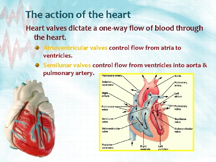 The action of the heart Heart valves dictate a one-way flow of blood through