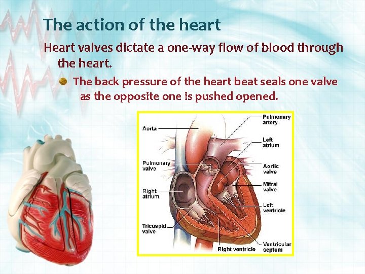 The action of the heart Heart valves dictate a one-way flow of blood through
