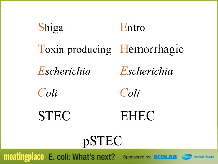 Shiga Entro Toxin producing Hemorrhagic Escherichia Coli STEC EHEC p. STEC 