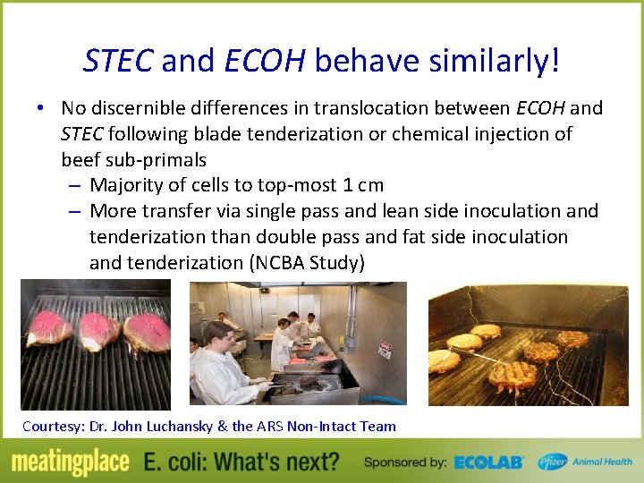 STEC and ECOH behave similarly! • No discernible differences in translocation between ECOH and