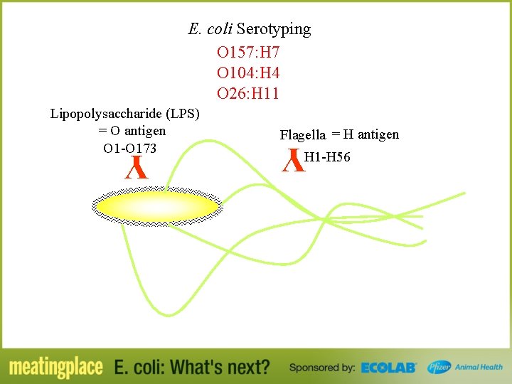 E. coli Serotyping O 157: H 7 O 104: H 4 O 26: H