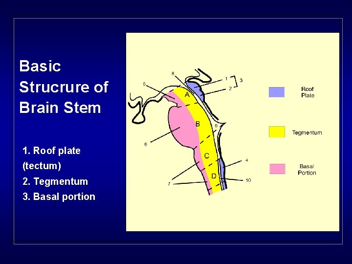 Basic Strucrure of Brain Stem 1. Roof plate (tectum) 2. Tegmentum 3. Basal portion