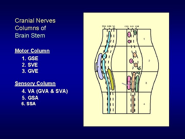 Cranial Nerves Columns of Brain Stem Motor Column 1. GSE 2. SVE 3. GVE