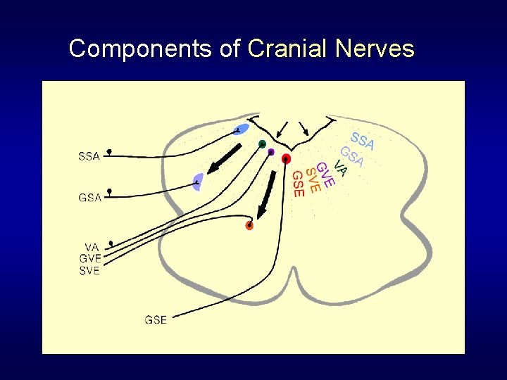 Components of Cranial Nerves 