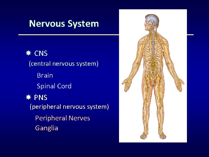 Nervous System CNS (central nervous system) Brain Spinal Cord PNS (peripheral nervous system) Peripheral