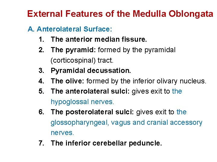 External Features of the Medulla Oblongata A. Anterolateral Surface: 1. The anterior median fissure.