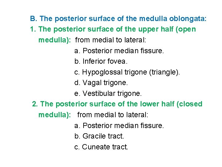 B. The posterior surface of the medulla oblongata: 1. The posterior surface of the