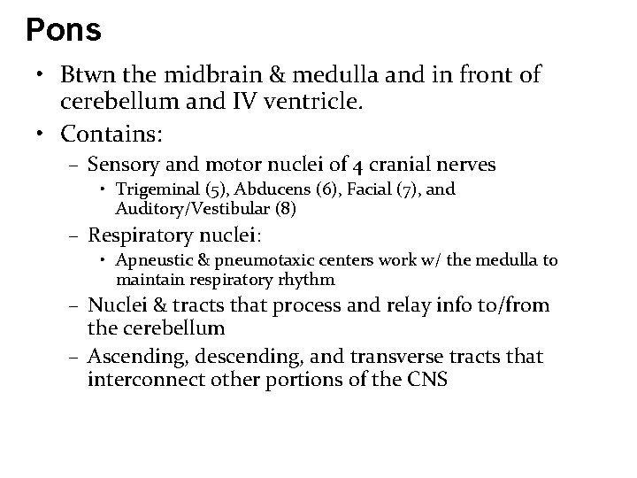 Pons • Btwn the midbrain & medulla and in front of cerebellum and IV