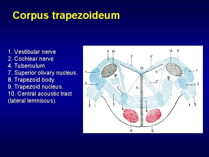 Corpus trapezoideum 1. Vestibular nerve 2. Cochlear nerve 4. Tuberculum 7. Superior olivary nucleus.