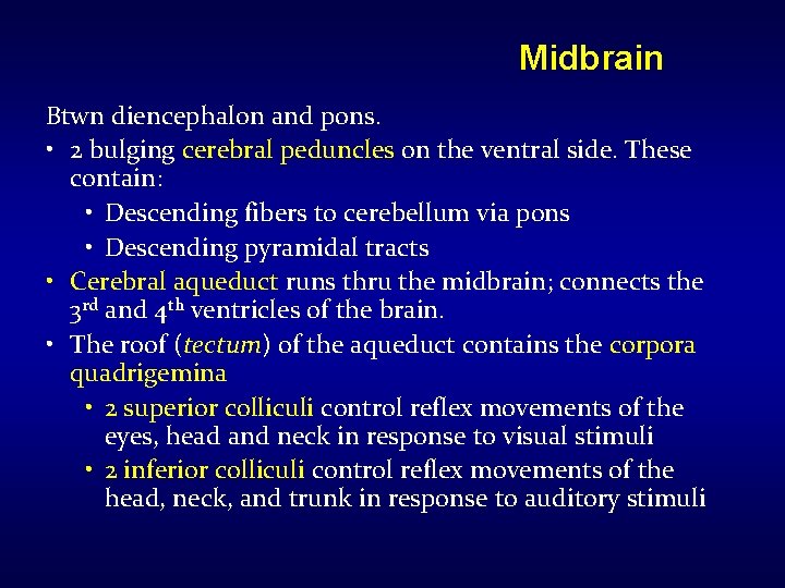 Midbrain Btwn diencephalon and pons. • 2 bulging cerebral peduncles on the ventral side.