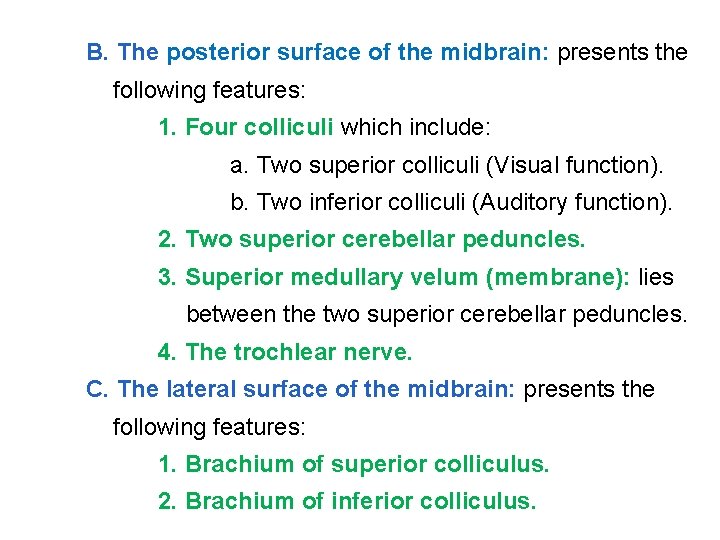 B. The posterior surface of the midbrain: presents the following features: 1. Four colliculi