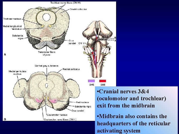  • Cranial nerves 3&4 (oculomotor and trochlear) exit from the midbrain • Midbrain