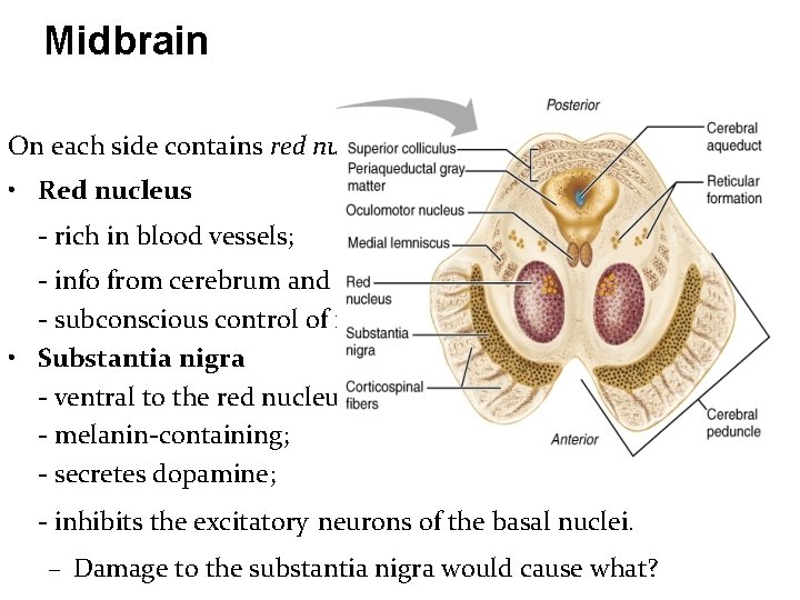 Midbrain On each side contains red nucleus and substantia nigra • Red nucleus -