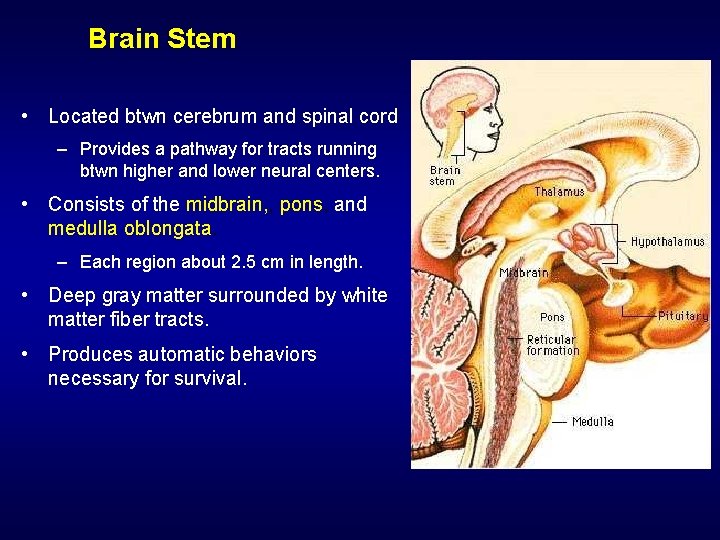 Brain Stem • Located btwn cerebrum and spinal cord – Provides a pathway for