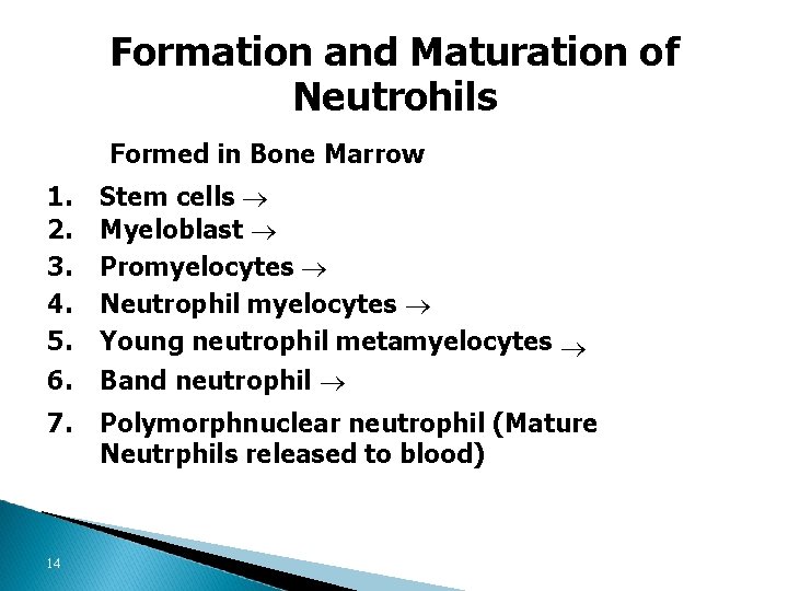 Formation and Maturation of Neutrohils Formed in Bone Marrow 1. 2. 3. 4. 5.