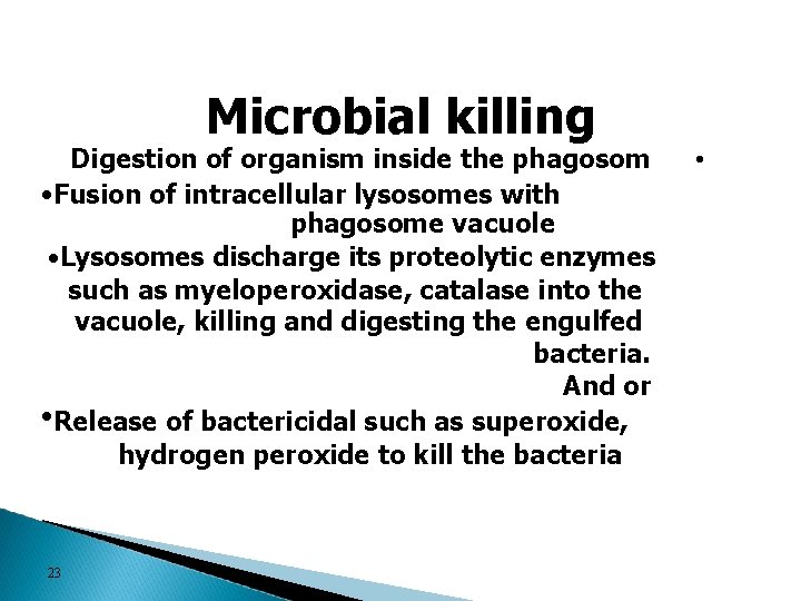 Microbial killing Digestion of organism inside the phagosom • Fusion of intracellular lysosomes with