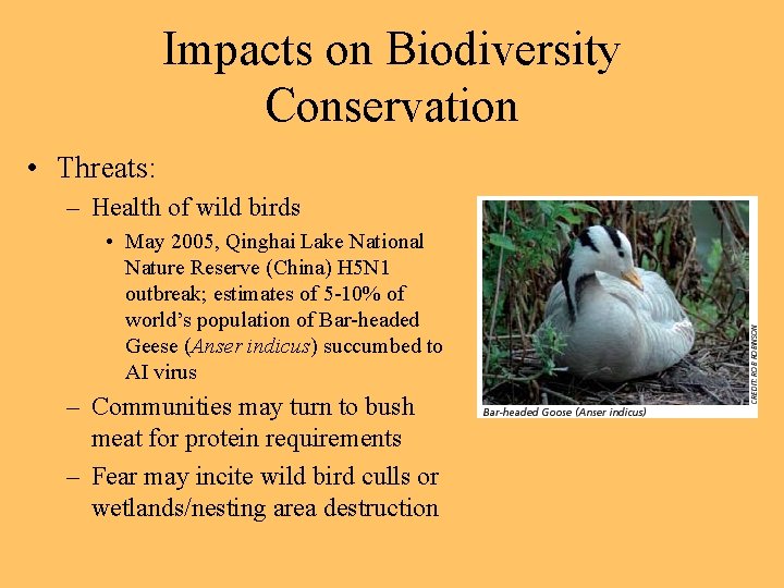 Impacts on Biodiversity Conservation • Threats: – Health of wild birds • May 2005,