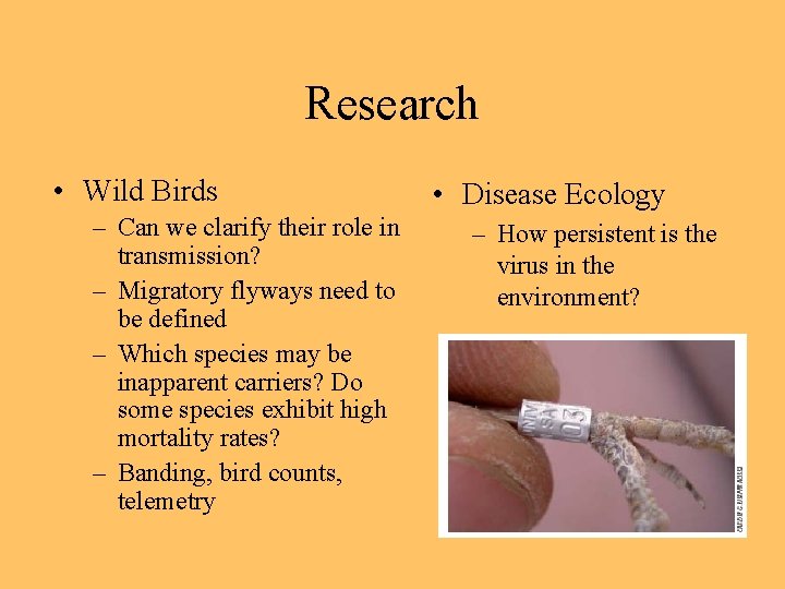 Research • Wild Birds – Can we clarify their role in transmission? – Migratory