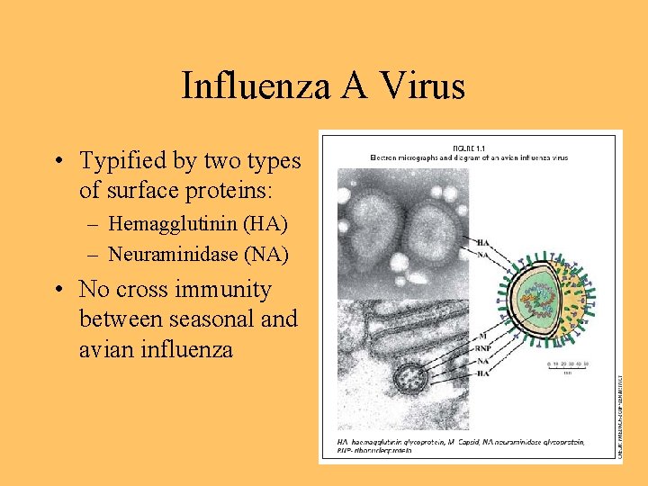 Influenza A Virus • Typified by two types of surface proteins: – Hemagglutinin (HA)