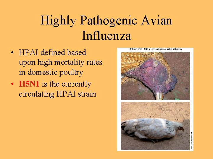 Highly Pathogenic Avian Influenza • HPAI defined based upon high mortality rates in domestic