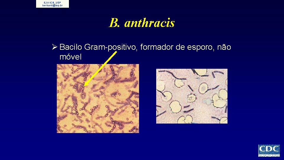 EJV-ICB_USP bevicent@usp. br B. anthracis Ø Bacilo Gram-positivo, formador de esporo, não móvel 