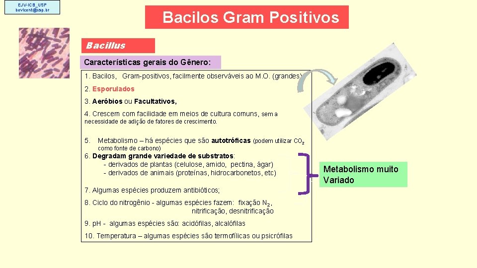 EJV-ICB_USP bevicent@usp. br Bacilos Gram Positivos Bacillus Características gerais do Gênero: 1. Bacilos, Gram-positivos,