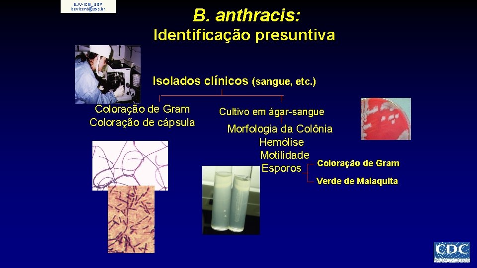 EJV-ICB_USP bevicent@usp. br B. anthracis: Identificação presuntiva Isolados clínicos (sangue, etc. ) Coloração de