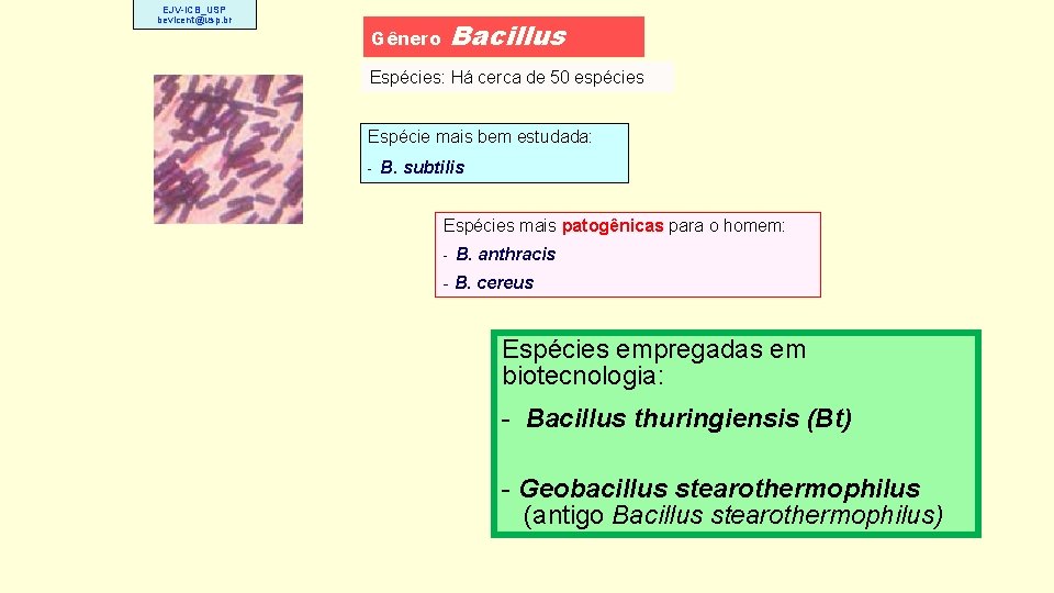 EJV-ICB_USP bevicent@usp. br Bacillus Gênero Espécies: Há cerca de 50 espécies Espécie mais bem