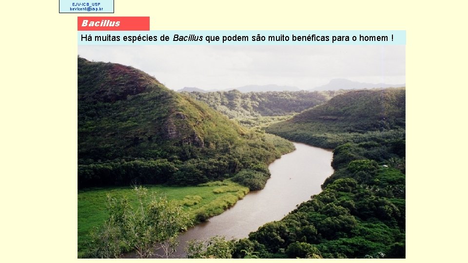 EJV-ICB_USP bevicent@usp. br Bacillus Há muitas espécies de Bacillus que podem são muito benéficas