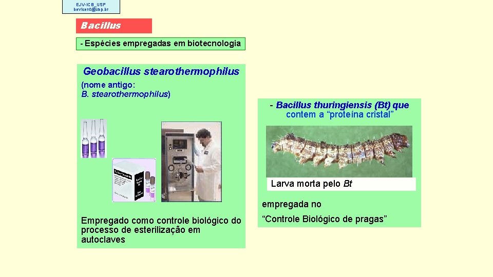 EJV-ICB_USP bevicent@usp. br Bacillus - Espécies empregadas em biotecnologia Geobacillus stearothermophilus (nome antigo: B.