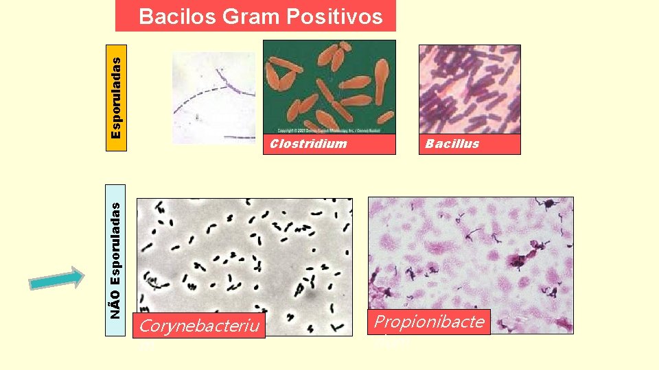 NÃO Esporuladas Bacilos Gram Positivos Clostridium Corynebacteriu m Bacillus Propionibacte rium 