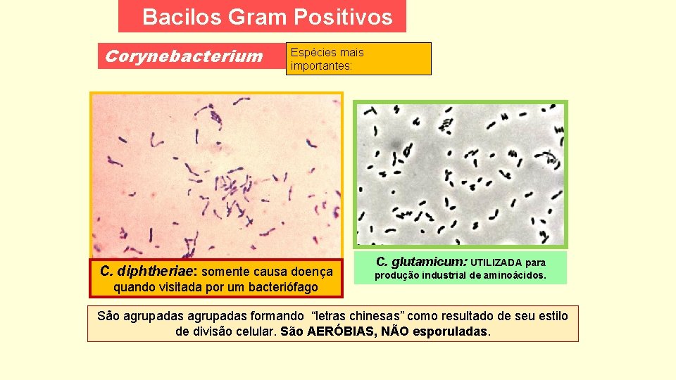 Bacilos Gram Positivos Corynebacterium Espécies mais importantes: C. diphtheriae: somente causa doença quando visitada